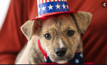 ASPCA dogs vote!
